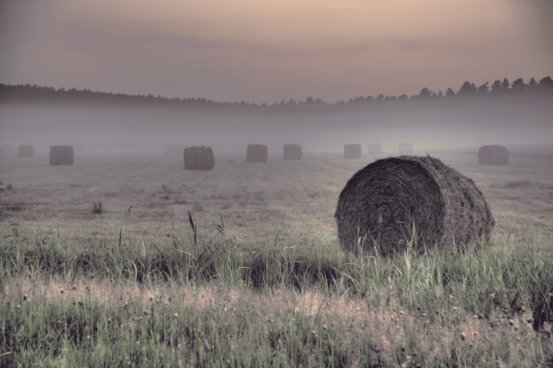 Field
